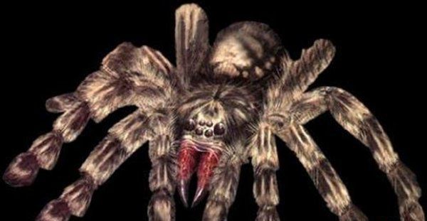 世界上十大恐怖蜘蛛图片